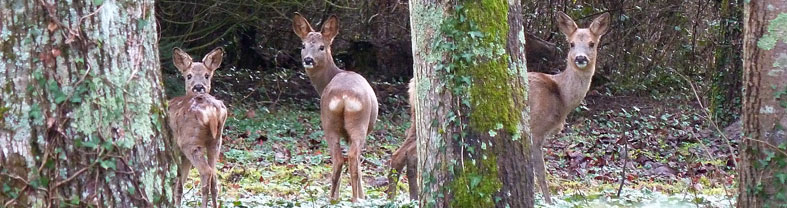 Chevreuils en Sologne